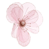 Flor magn&oacute;lia brilhante rosa com pin&ccedil;a 24cm