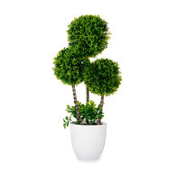Vaso com planta de bola verde