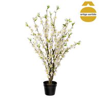 Planta cerejeira com vaso 100cm