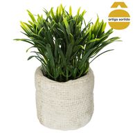 Vaso de cimento com planta 14cm