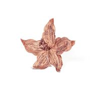 Haste poins&eacute;tia rosa com glitter 25cm