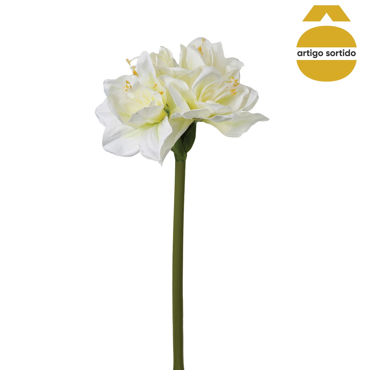 Haste amaryllis 71cm