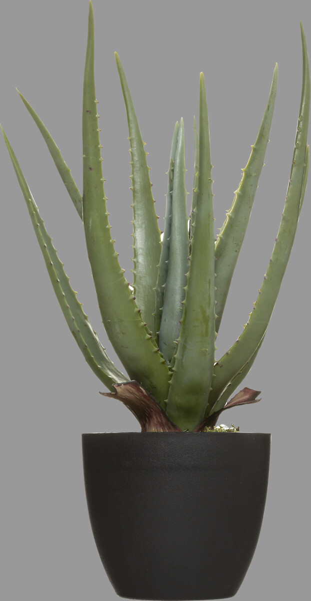Planta cato aloe vera real TOUCH 44cm
