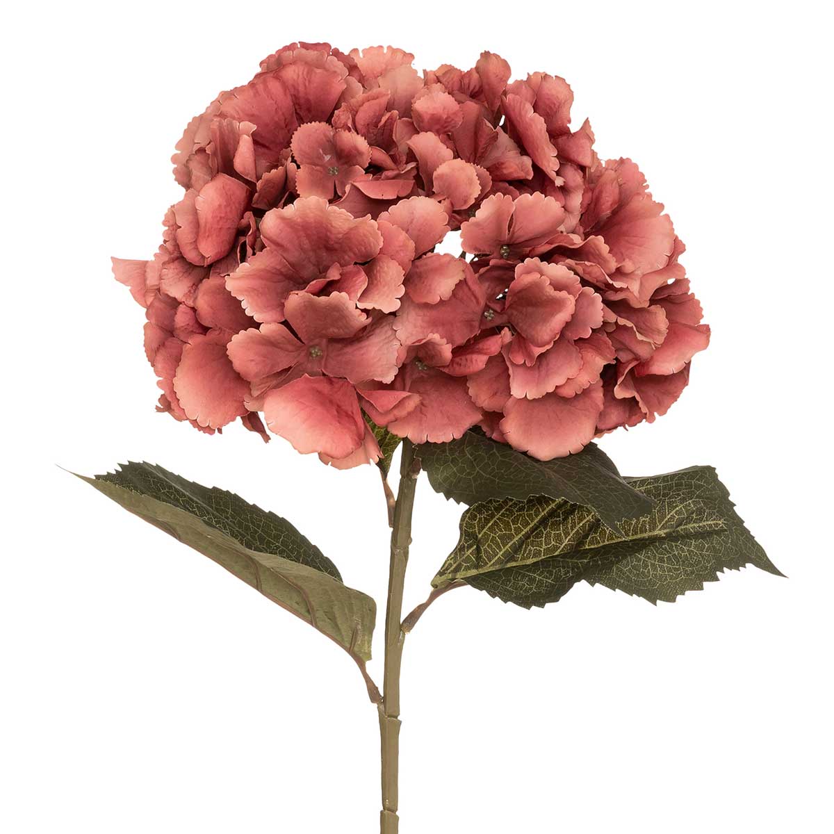 Haste hort&ecirc;nsia ameixa romande gypsy