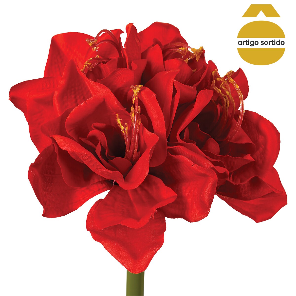 Haste amaryllis 71cm
