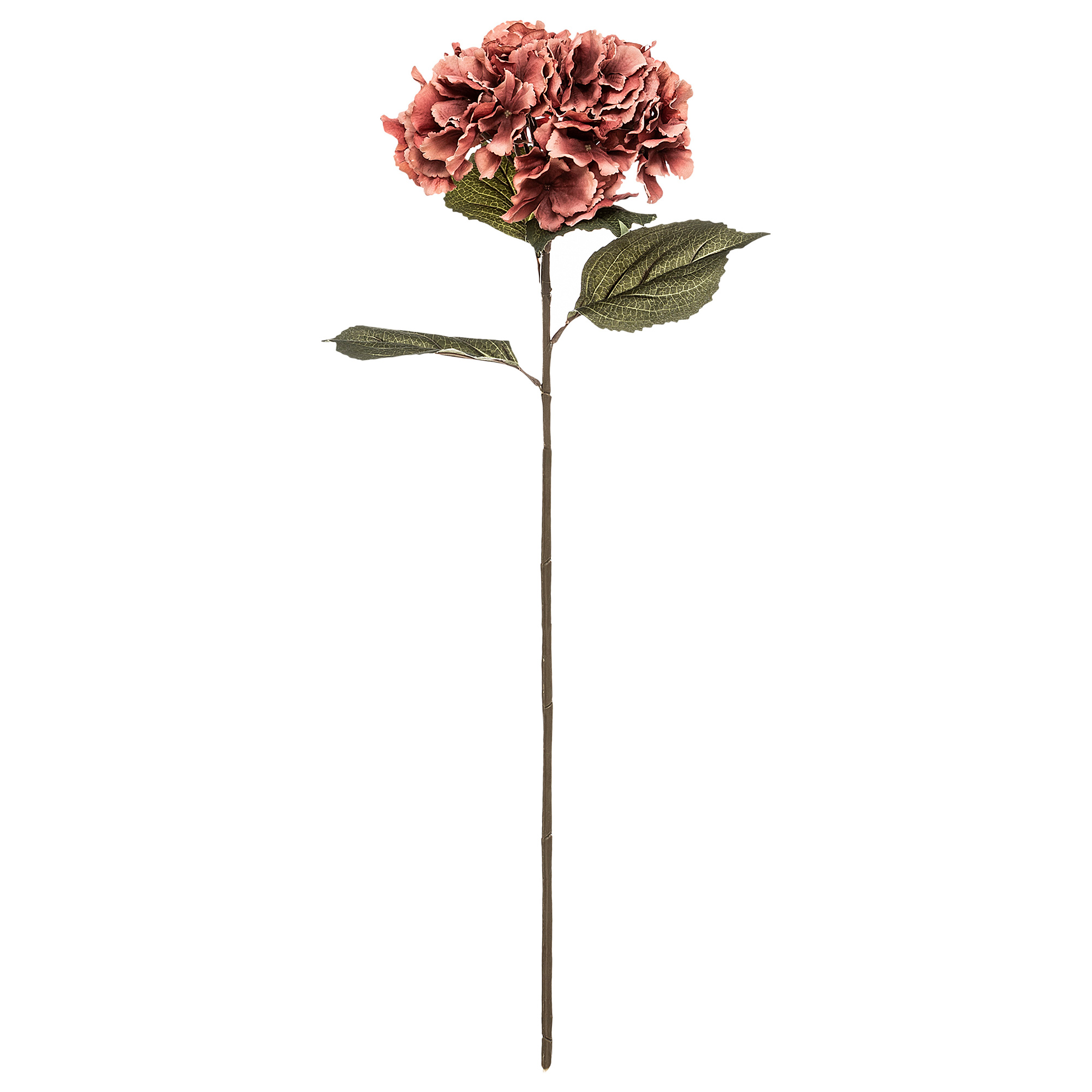 Haste hort&ecirc;nsia ameixa romande gypsy