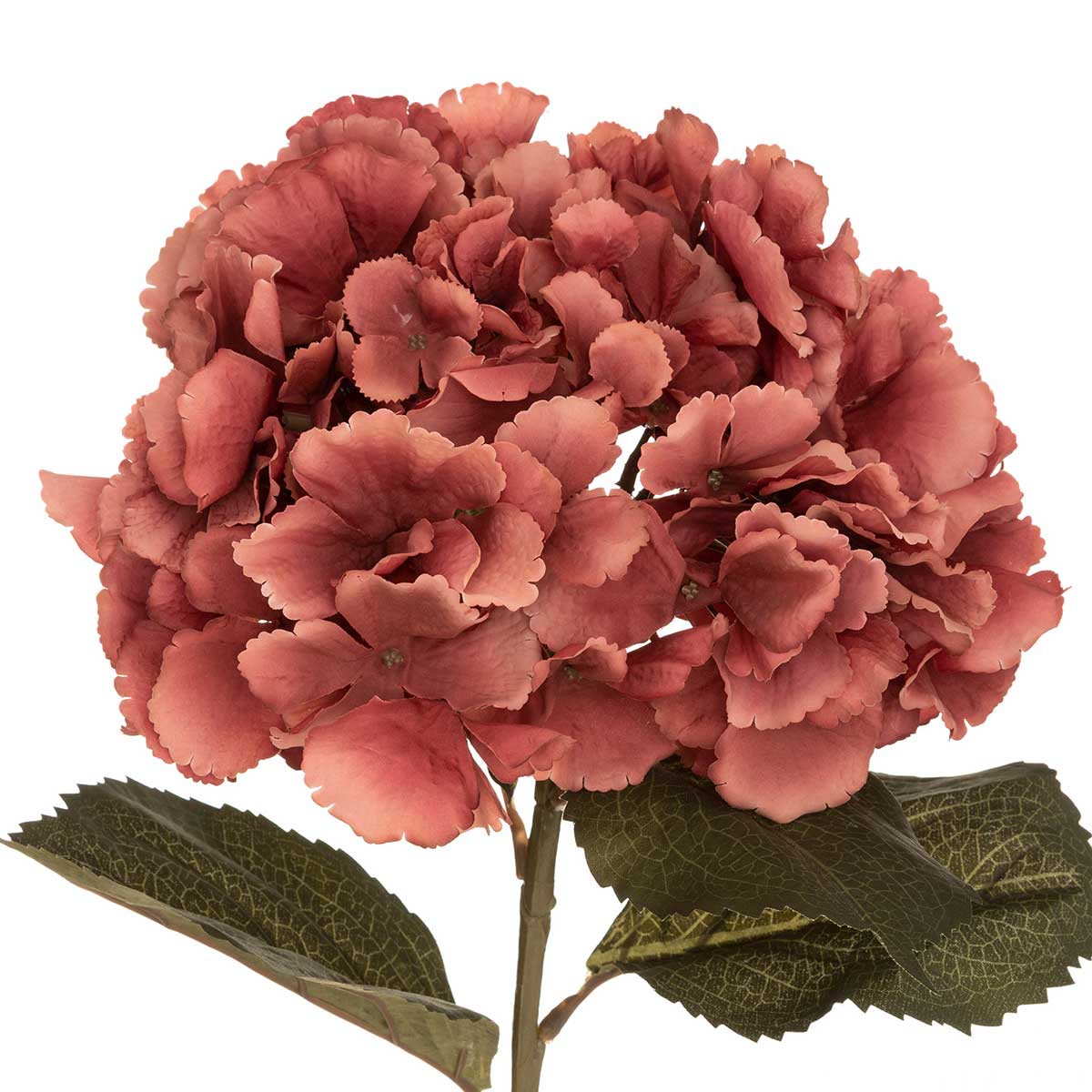 Haste hort&ecirc;nsia ameixa romande gypsy