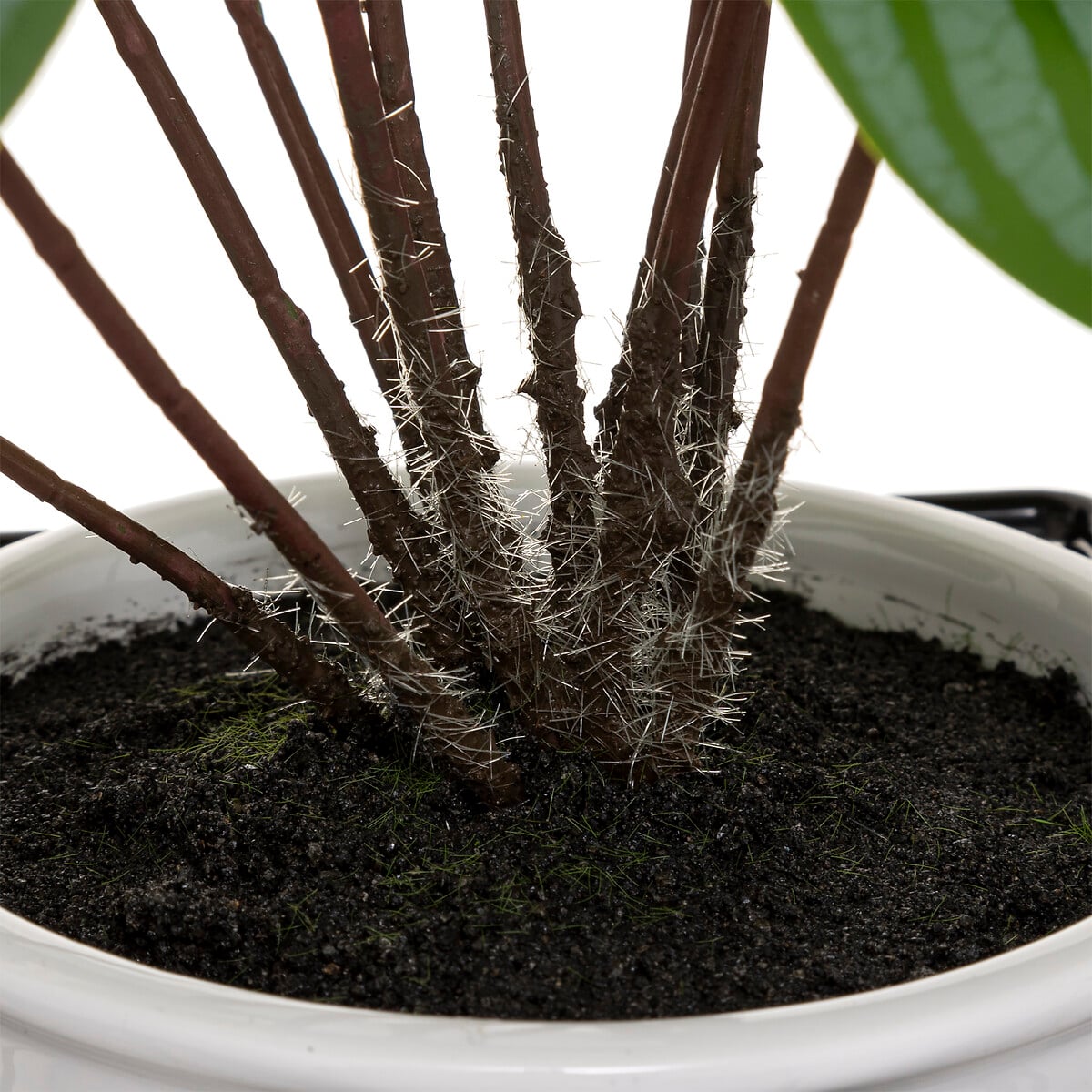 Planta maranta artifical com suporte 32cm