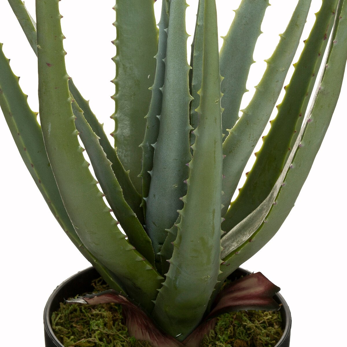 Planta cato aloe vera real TOUCH 44cm