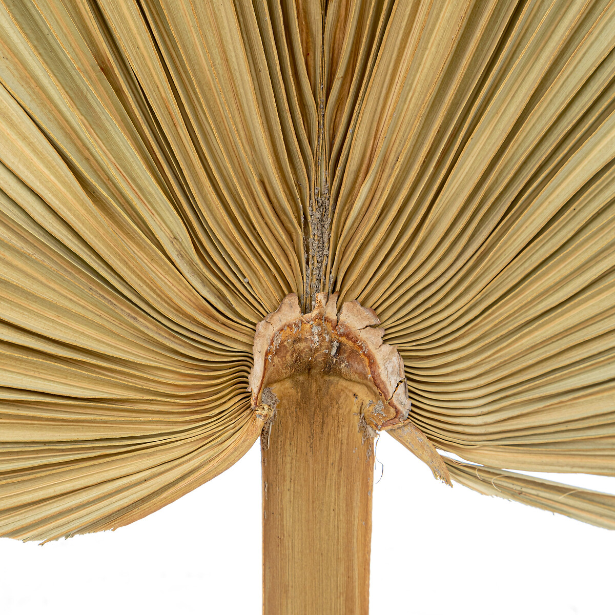 Conjunto de 3 folhas de palmeira verde caqui 70cm