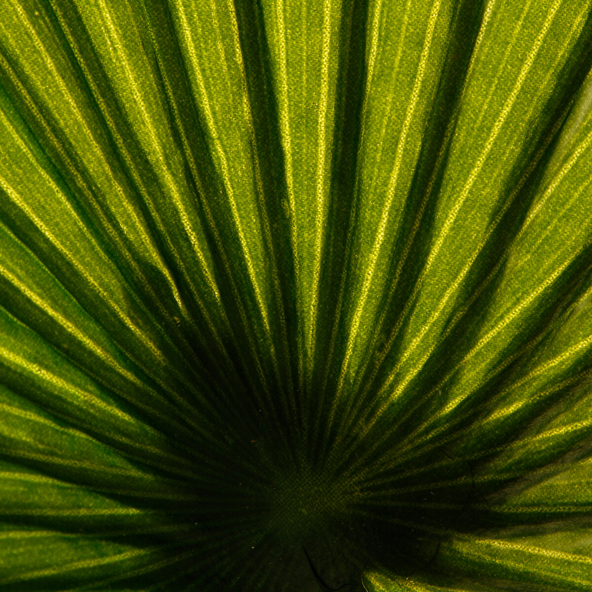 Planta palmeira artificial 180cm