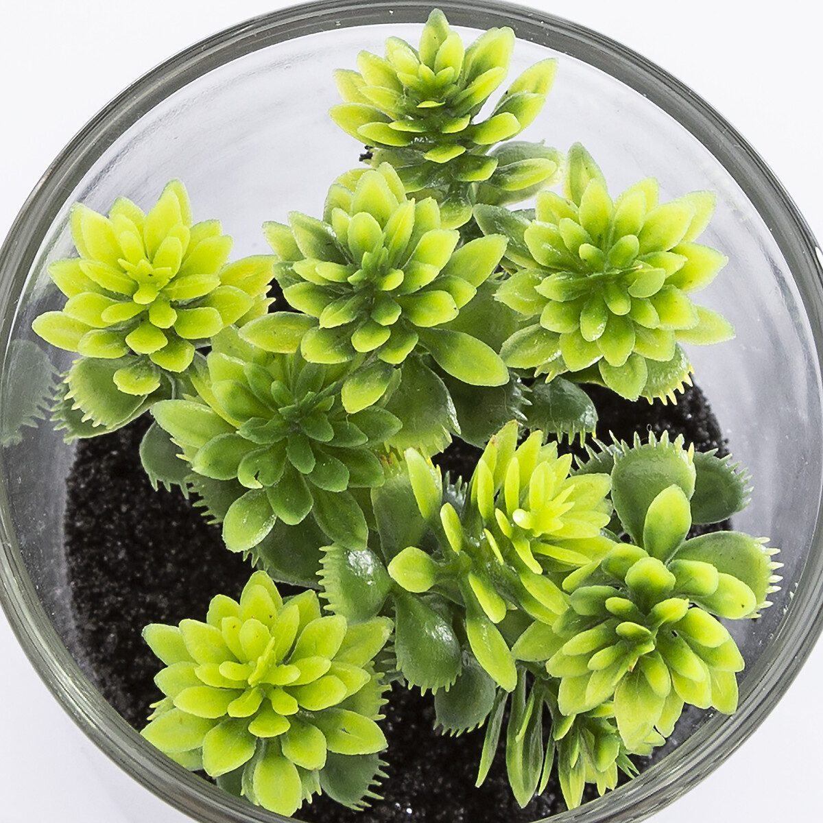 Vaso de vidro com planta 9,5x7cm