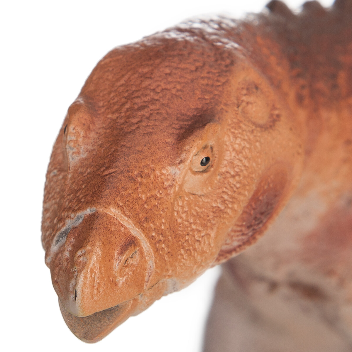 Dinossauro scelodosaurus