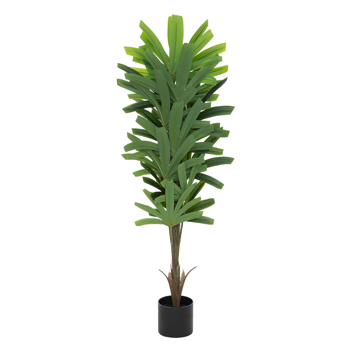 Palmeira bambu OLME verde 120cm