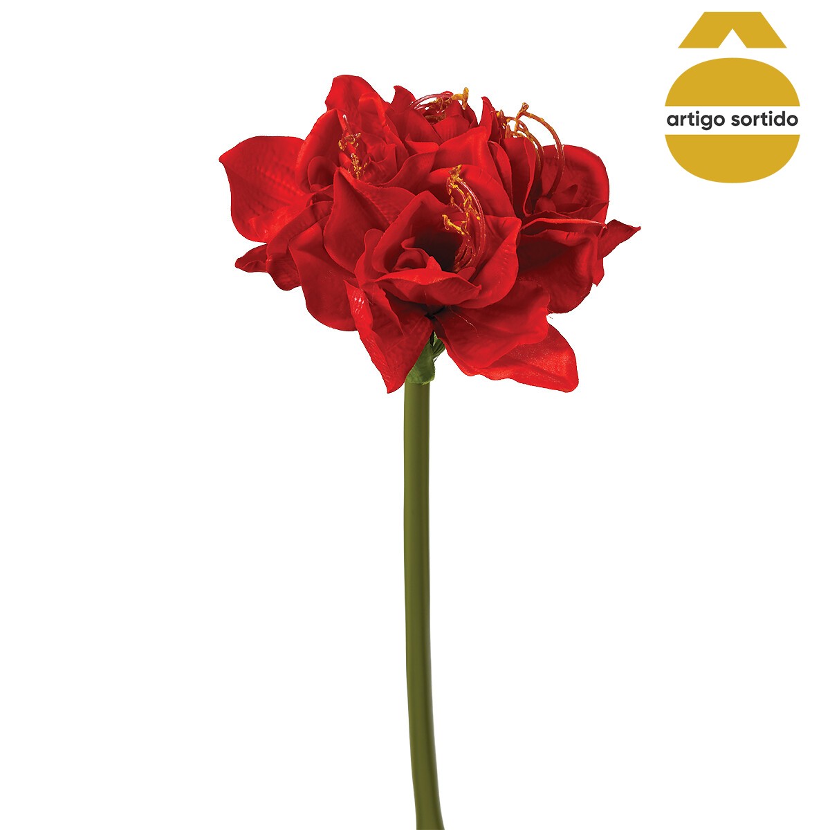 Haste amaryllis 71cm