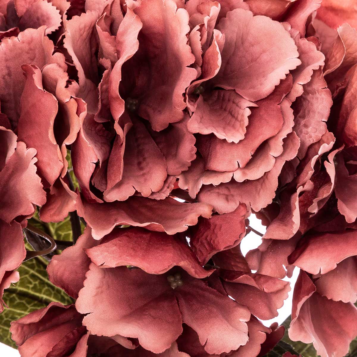 Haste hort&ecirc;nsia ameixa romande gypsy